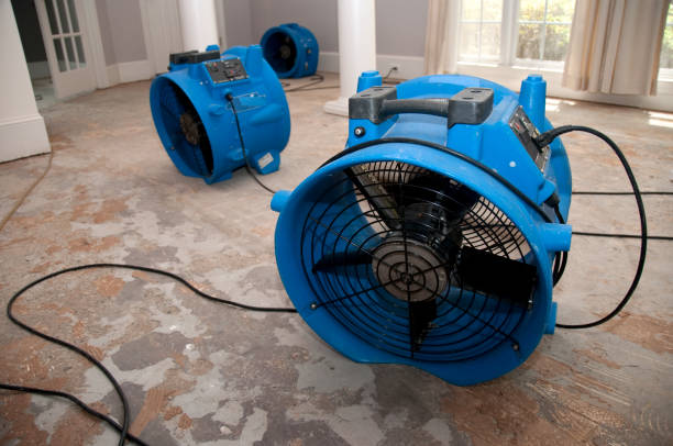 Best Mold removal after water damage  in Beaumont, TX